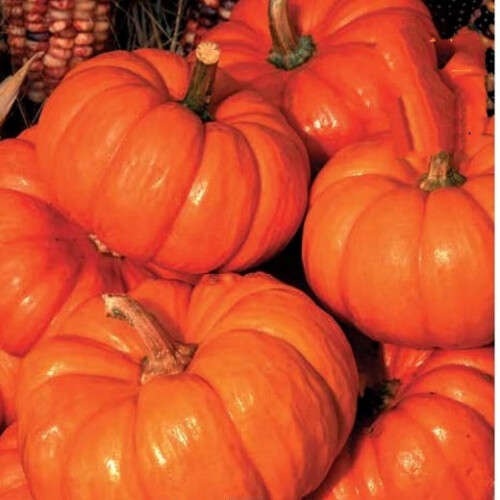 Pumpkin Jack O Lantern.