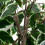 Living And Home 150cm Artificial Ficus Tree Decorative Plant in Planter 3