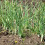 (2) GARLIC White Casablanca. Fast maturing variety. 3