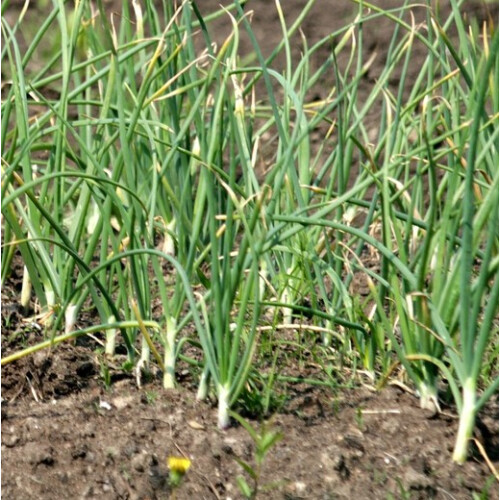 (2) GARLIC White Casablanca. Fast maturing variety. 2