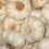 (2) GARLIC White Casablanca. Fast maturing variety. 2