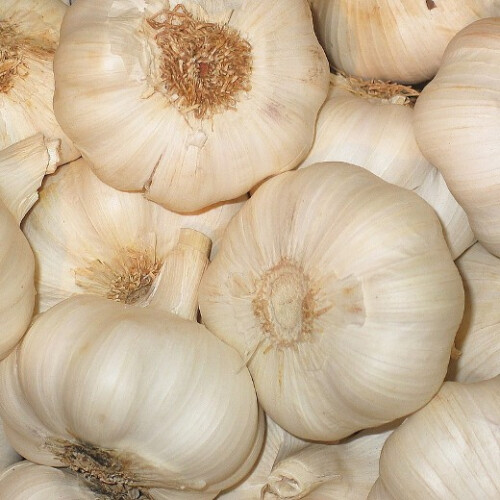 (2) GARLIC White Casablanca. Fast maturing variety. 1