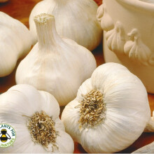 (2) GARLIC White Casablanca. Fast maturing variety.