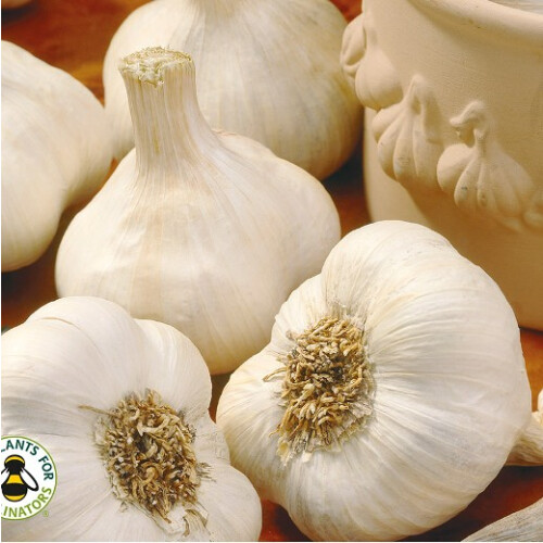 (2) GARLIC White Casablanca. Fast maturing variety.