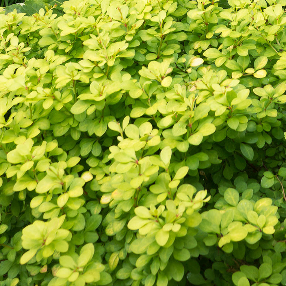 Berberis thunbergii 'Aurea' Japanese Barberry Deciduous Hardy Shrub | 9cm Pot