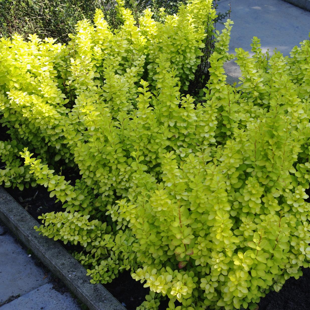 Berberis 'Golden Horizon' Barberry Deciduous Hardy Compact Shrub Plant | 9cm