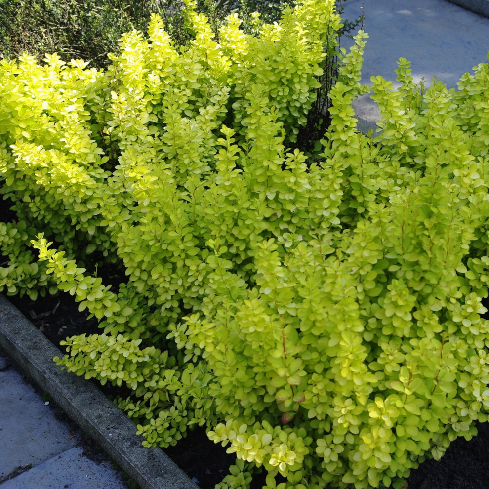 Gardeners Dream Berberis 'Golden Horizon' Barberry Deciduous Hardy Compact Shrub Plant | 9Cm