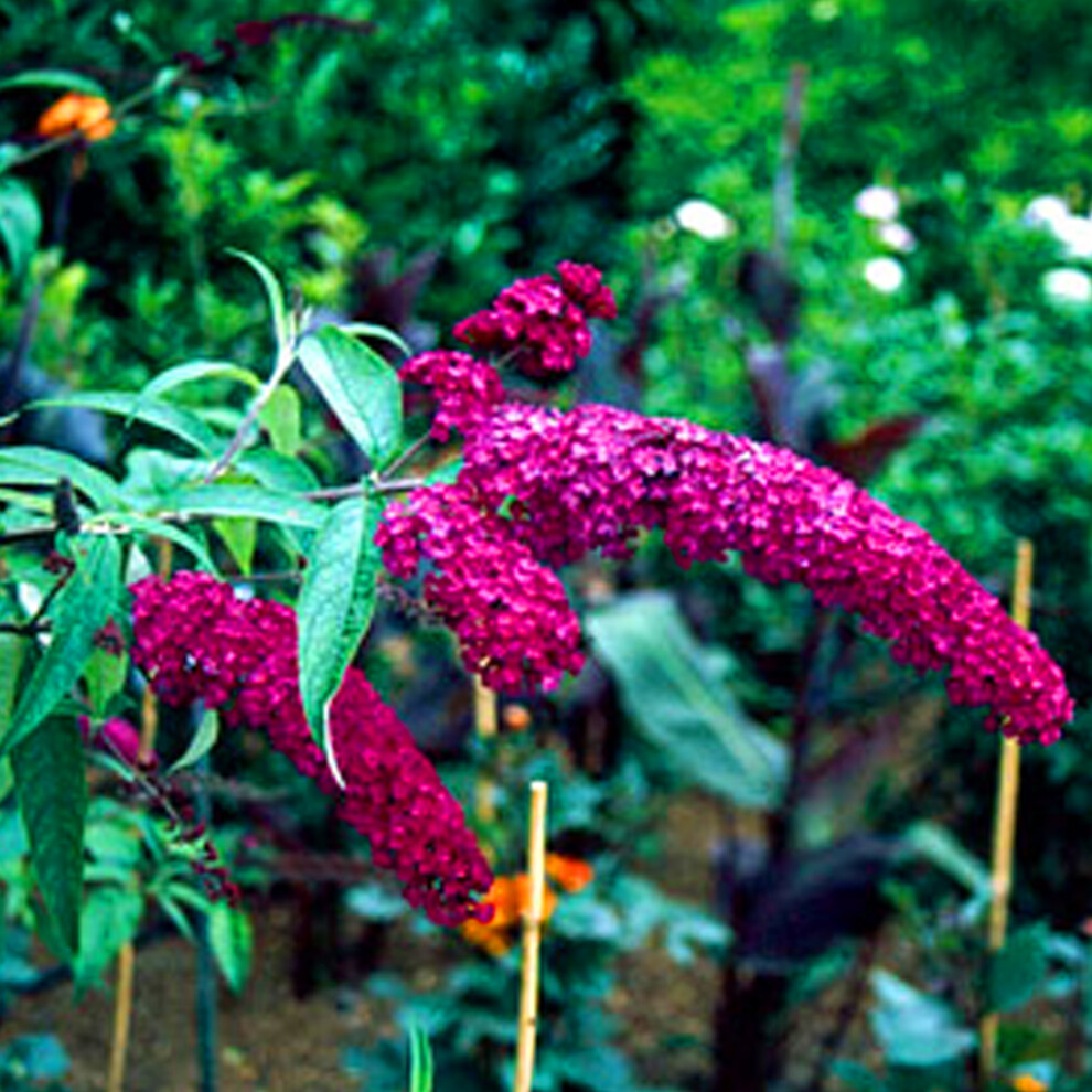 Gardeners Dream 1 X Buddleia Davidii 'Royal ' Deciduous Shrub Hardy Garden Plant In Pot Red