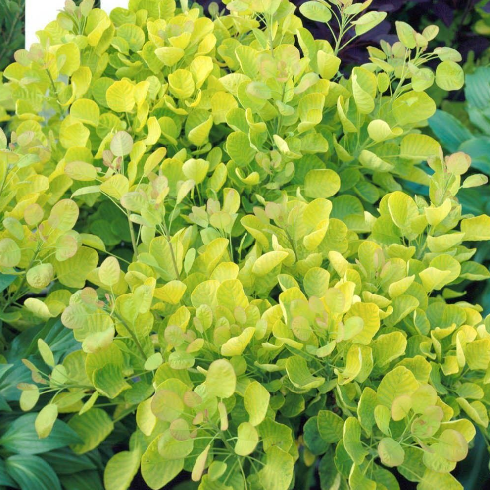 B&Q - Cotinus Golden SpiritOutdoor Flowering ShrubIdeal For Uk GardensCompact Size (15-30Cm Height Including Pot) - Image 3