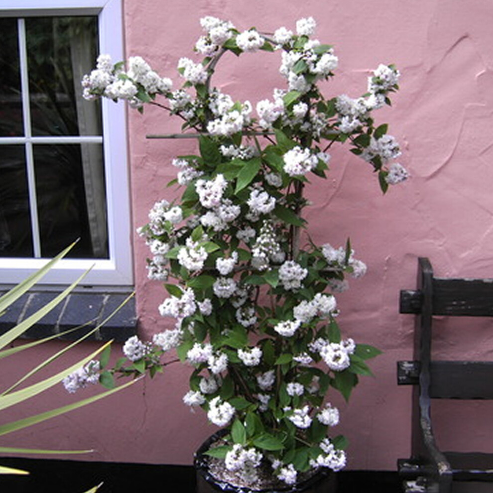 1 X DEUTZIA HYBRIDA 'MONT ROSE' DECIDUOUS SHRUB HARDY GARDEN PLANT IN POT