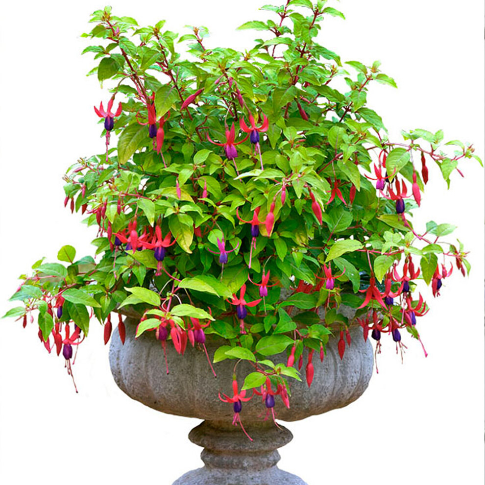 1 X FUCHSIA 'GENII' DECIDUOUS BUSHY SHRUB HARDY GARDEN PLANT IN POT