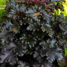 Heuchera 'Black Taffeta' Purple Coral Bells Hardy Herbaceous Perennial | 9cm Pot