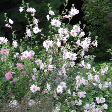 Lavatera x clementii 'Barnsley' White Tree Mallow Hardy Shrub | 9cm Pot