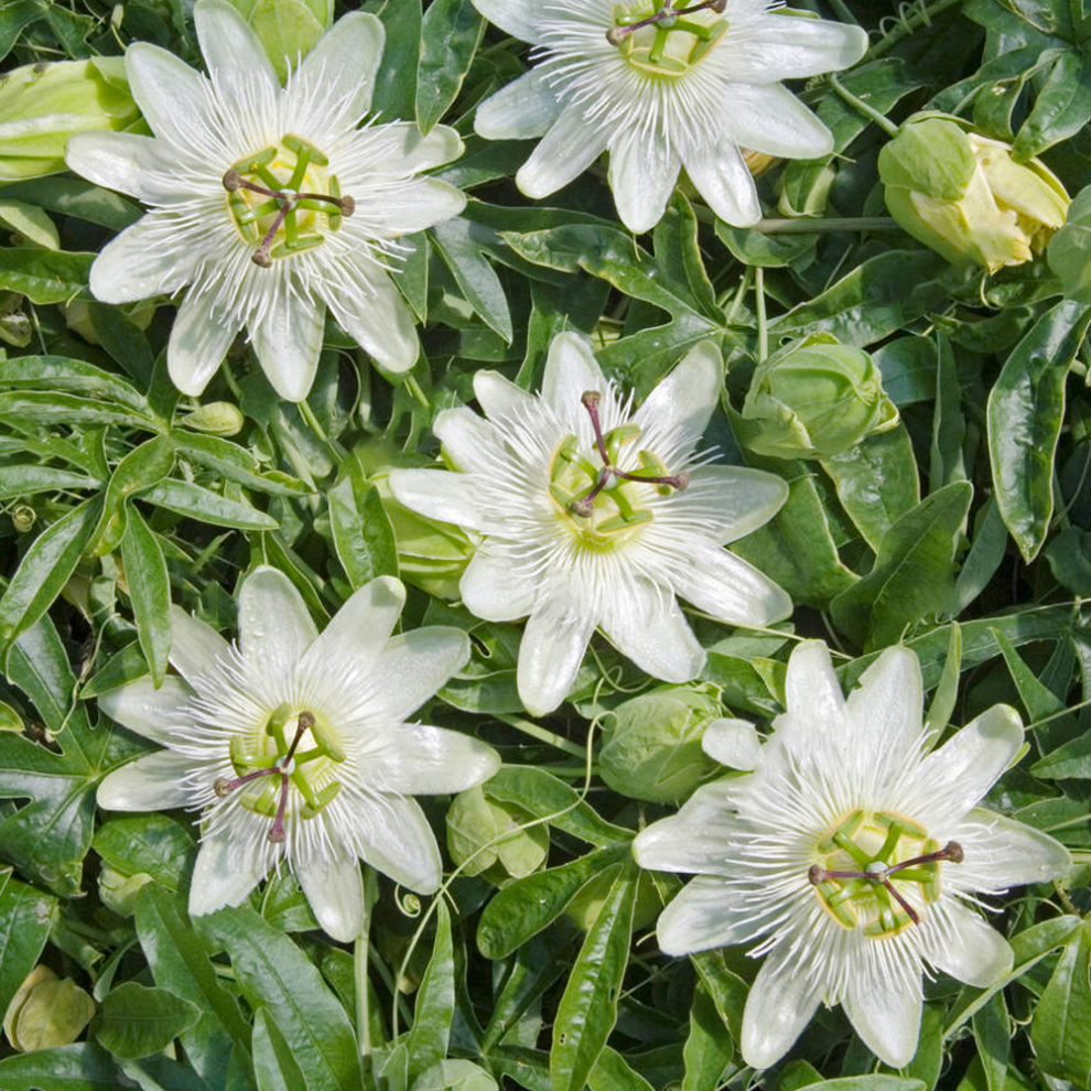 Passiflora caerulea 'Constance Elliot' Semi-Evergreen Hardy Shrub | 9cm Pot