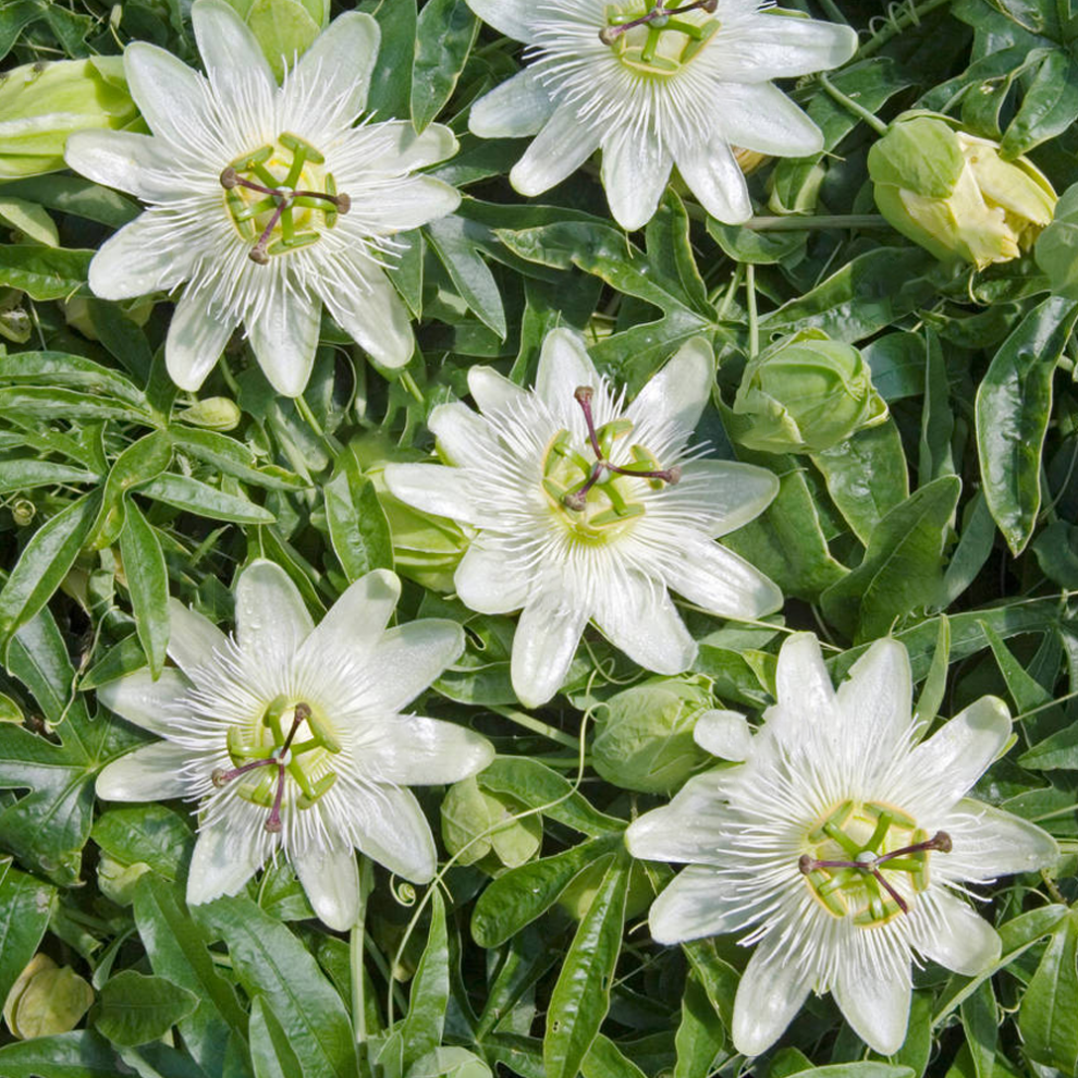 Gardeners Dream Passiflora Caerulea 'Constance Elliot' Semi-Evergreen Hardy Shrub | 9Cm Pot