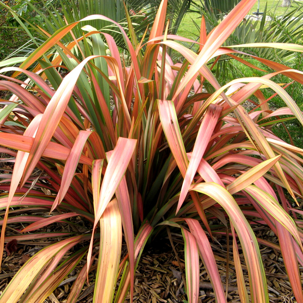 Gardeners Dream 1 X Phormium 'Flamingo' New Zealand Flax Evergreen Shrub Hardy Plant In Pot