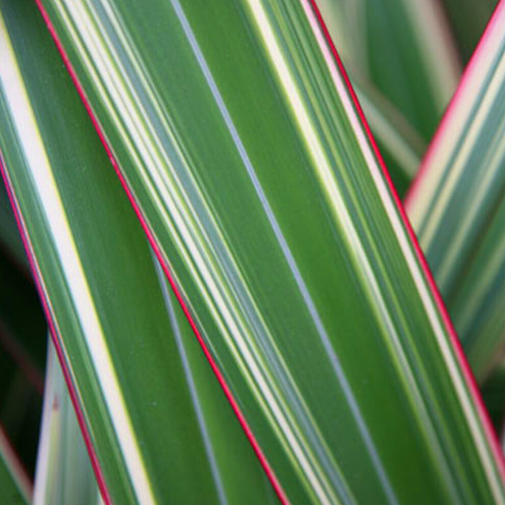 1 X PHORMIUM 'TRICOLOR' NEW ZEALAND FLAX EVERGREEN SHRUB HARDY PLANT IN POT