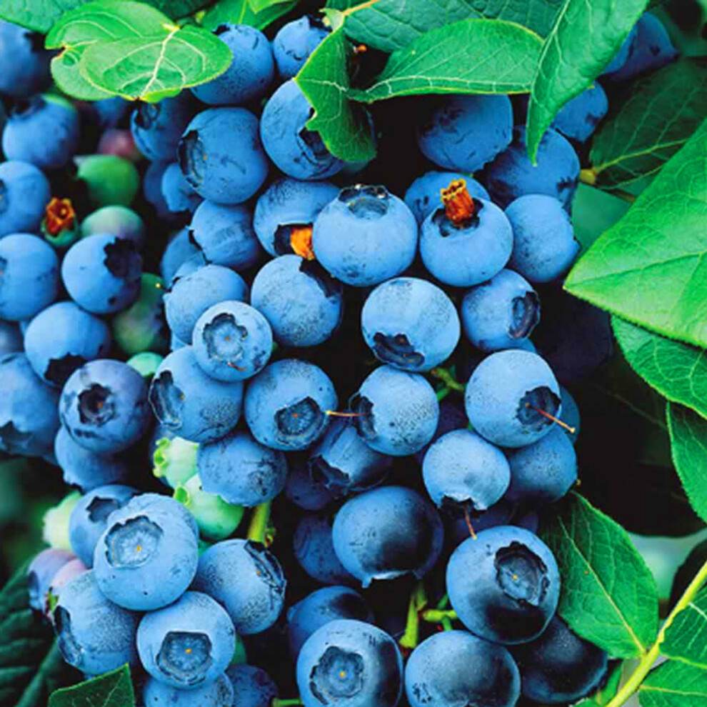 Gardeners Dream Blueberry Goldtraube (9Cm)
