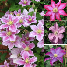 1 X CLEMATIS PINK COLOURED LARGE FLOWERING CLIMBER HARDY PLANT IN POT
