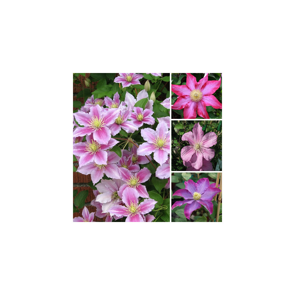 1 X CLEMATIS PINK COLOURED LARGE FLOWERING CLIMBER HARDY PLANT IN POT