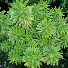 Euphorbia Ascot Rainbow Spurge Flowering Perennial Garden Plants in Plant Pot