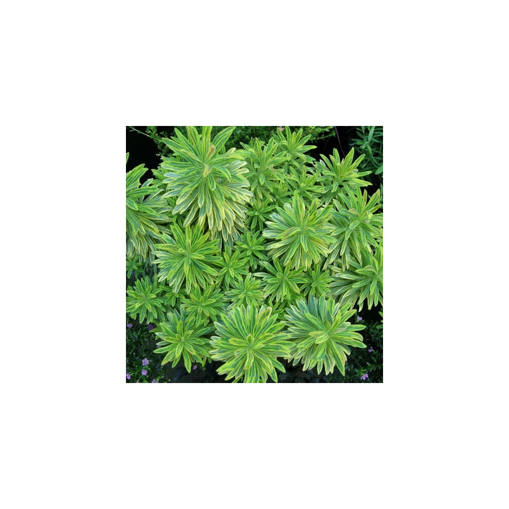 Gardeners Dream Euphorbia Ascot Rainbow Spurge Flowering Perennial Garden Plants In Plant Pot