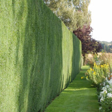 1 X COMMON YEW TAXUS BACCATA EVERGREEN HARDY DENSE HEDGING PLANT IN POT