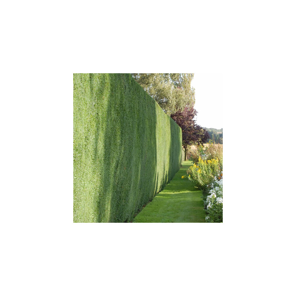 Gardeners Dream 1 X Common Yew Taxus Baccata Evergreen Hardy Dense Hedging Plant In Pot