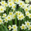 (8 Bulbs) DAFFODIL Minnow. Attractive multi-headed variety. 2