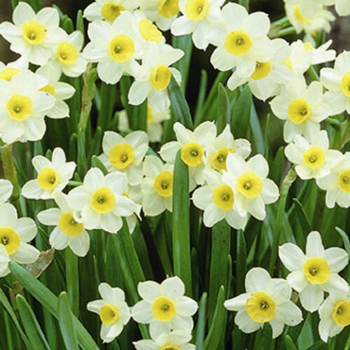 (8 Bulbs) DAFFODIL Minnow. Attractive multi-headed variety. 1