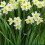 (8 Bulbs) DAFFODIL Minnow. Attractive multi-headed variety. 3
