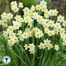 (8 Bulbs) DAFFODIL Minnow. Attractive multi-headed variety.