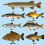 Coarse Fish Greetings Card - 150x150 Blank 2
