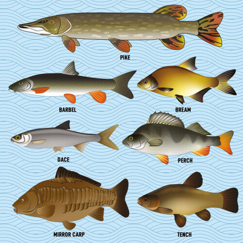Coarse Fish Greetings Card - 150x150 Blank 1