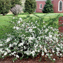 1 X CHAENOMELES 'JET TRAIL' JAPANESE QUINCE DECIDUOUS HARDY SHRUB PLANT IN POT