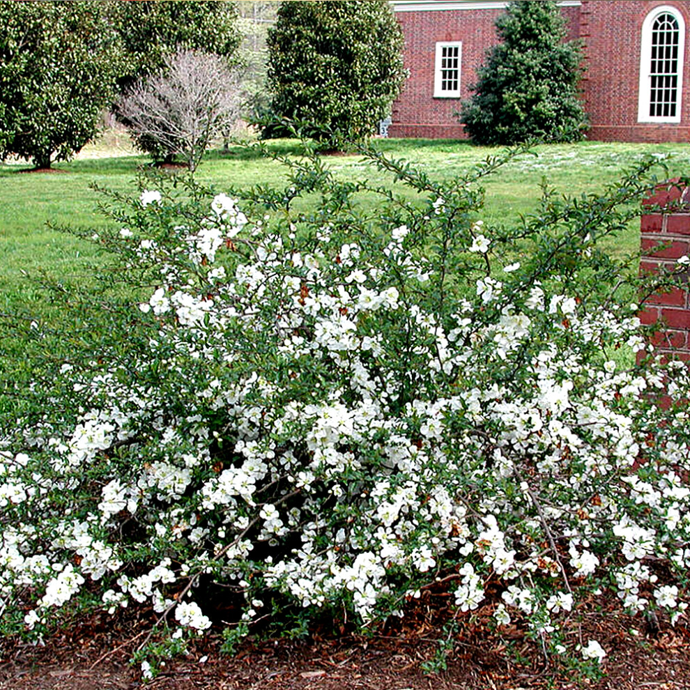 1 X CHAENOMELES 'JET TRAIL' JAPANESE QUINCE DECIDUOUS HARDY SHRUB PLANT IN POT