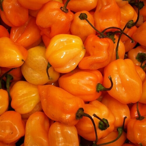 Chilli Habanero. 1