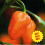 Chilli Habanero. 1