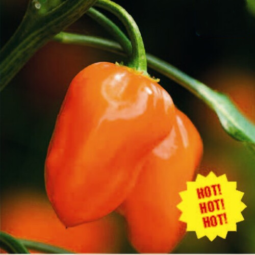 Chilli Habanero.