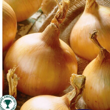 ONION Centurion. Hybrid onion sets.
