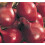 ONION Red Baron Sets. Attractive red skinned variety. 1