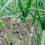 ONION Red Baron Sets. Attractive red skinned variety. 3