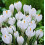 (30 Bulbs) CROCUS Ard Schenk. The Snow Crocus. 2