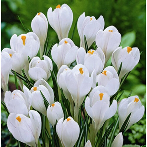 (30 Bulbs) CROCUS Ard Schenk. The Snow Crocus. 1
