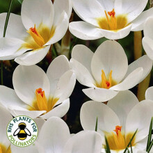 (20 Bulbs) CROCUS Ard Schenk. The Snow Crocus.