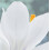 (20 Bulbs) CROCUS Ard Schenk. The Snow Crocus. 3