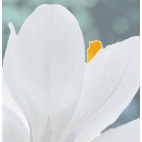 (20 Bulbs) CROCUS Ard Schenk. The Snow Crocus. 2