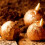 (20 Bulbs) CROCUS Ard Schenk. The Snow Crocus. 4