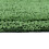 Homescapes (Bottle Green, Bath Mat - Round) Luxury Reversible Cotton Bath Mat 5