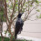 JJBRDZ Realistic Hanging Dead Crow Decoy Extra Large Black Feathered 6